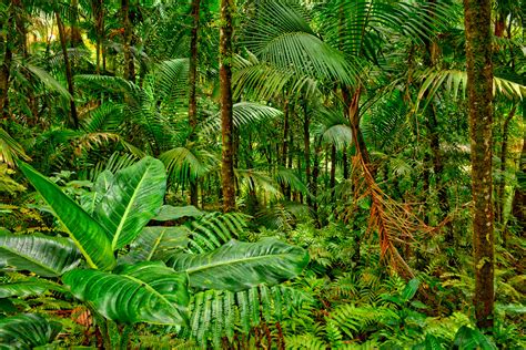 Jungle plants - Outdoors, big leaf tropical plants thrive in dappled sunlight and relatively humid conditions such as jungles or the tropics. Tropical plants are not tolerant of cold …